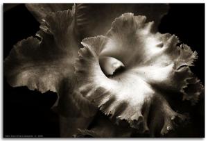 Black Orchid by Arjay